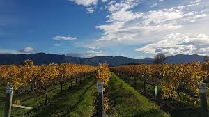Riverby Estate Sali’s Block Riesling 2018 New Zealand